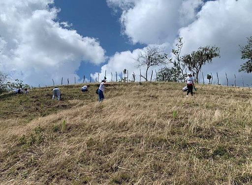 Empleados del AIC siembran cientos de árboles en jornada de reforestación