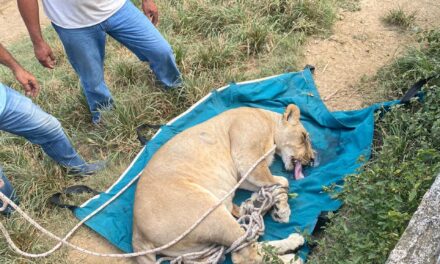 Capturan leona había escapado de jaula en villa de Puerto Plata