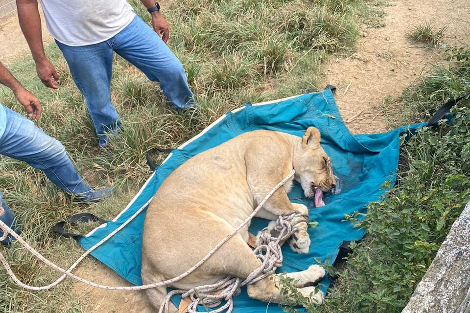Capturan leona había escapado de jaula en villa de Puerto Plata