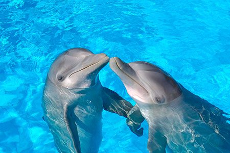 Un animal por día: Delfín