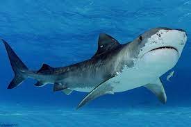 Un animal por día: Los tiburones