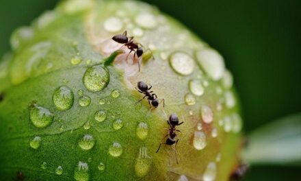 Un animal por día: Hormigas