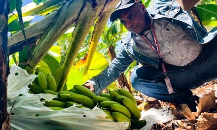 Inespre inicia compra bananos a productores de Azua afectados por tormenta Franklin