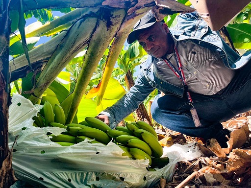 Inespre inicia compra bananos a productores de Azua afectados por tormenta Franklin