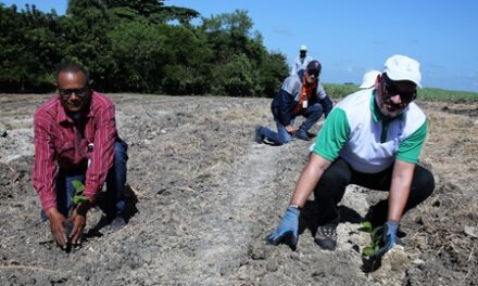 Voluntarios de CAEI realizan jornada de reforestación