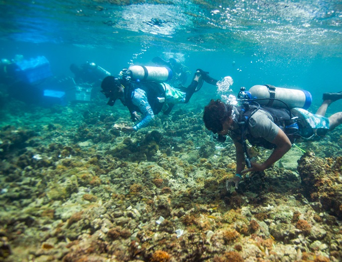 Buscan revertir crítica situación de los arrecifes de coral caribeños