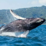 Samaná se alista para recibir a las Ballenas Jorobadas