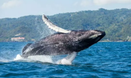 Samaná se alista para recibir a las Ballenas Jorobadas