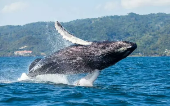 Samaná se alista para recibir a las Ballenas Jorobadas