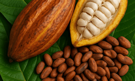 Santiago será sede del Festival del Chocolate Dominicano