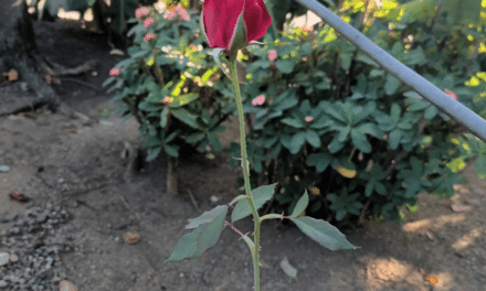 Crónicas monumentales: Tomar decisiones y asumir las consecuencias