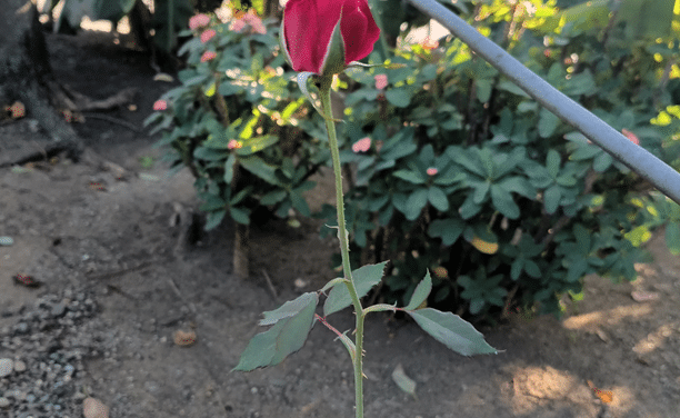 Crónicas monumentales: Tomar decisiones y asumir las consecuencias